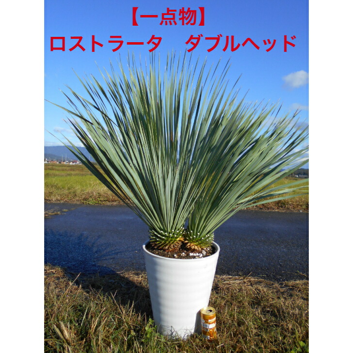 ロストラータ　サファイアスカイズ　８号　実生　観葉植物 ロストラータ サファイアスカイズ 8号 実生 観葉植物 ユッカ