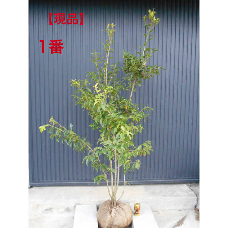 楽天市場】黒ソヨゴ 苗 【クロソヨゴ】 株立ち 根巻き大苗 苗木 植木