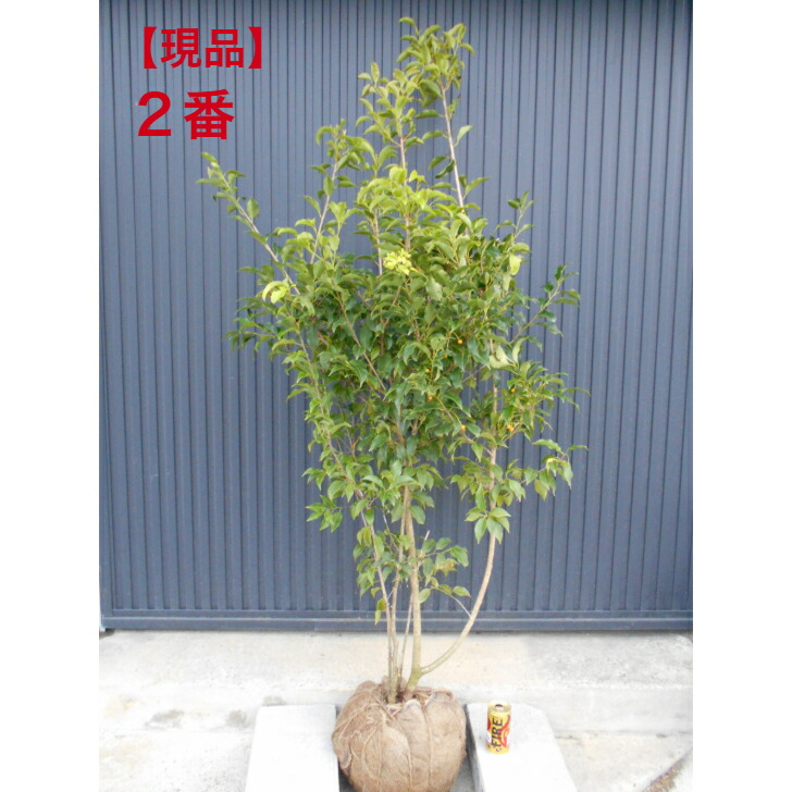 楽天市場】黒ソヨゴ 苗 【クロソヨゴ】 株立ち 根巻き大苗 苗木 植木