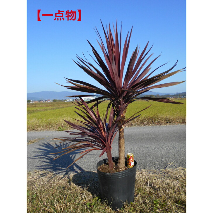 楽天市場】【一点物】耐寒性ユッカ ロストラータブルーの色味が濃いお