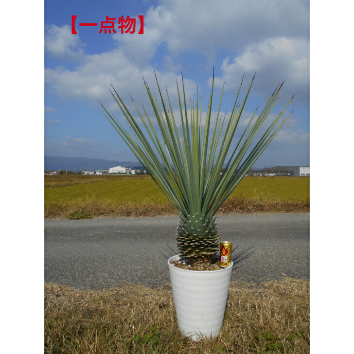 楽天市場】【現品】【マルデヌベス ロストラータver】ユッカ