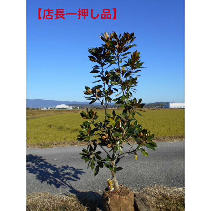 楽天市場】【選べる現品発送】四季咲きタイサンボク リトルジェム