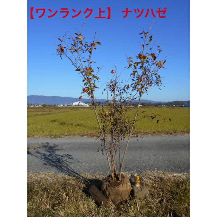 楽天市場】ナツハゼ 株立ち 樹高1.8〜2.0m前後(根鉢含まず) 単品