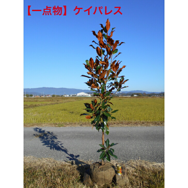 楽天市場】【選べる現品発送】四季咲きタイサンボク リトルジェム