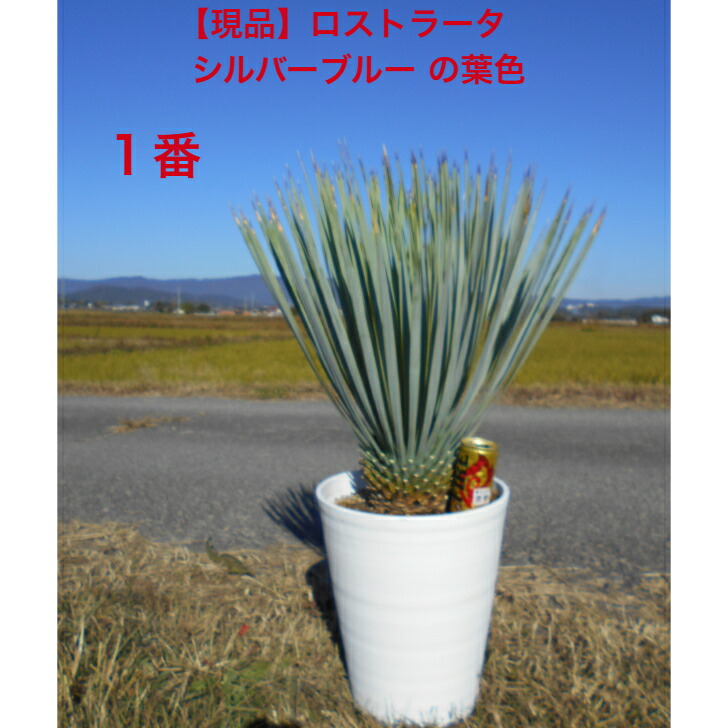 楽天市場】【現品】【マルデヌベス ロストラータver】ユッカ