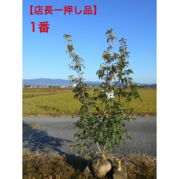 楽天市場】常緑ヤマボウシ ホンコンエンシス 月光 株立ち 樹高1.8〜2.0