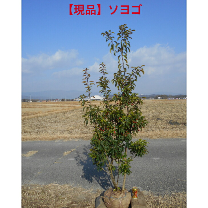 楽天市場】現品庭木 植木：ソヨゴ/そよご（株立ち）（雌株）*樹高 約