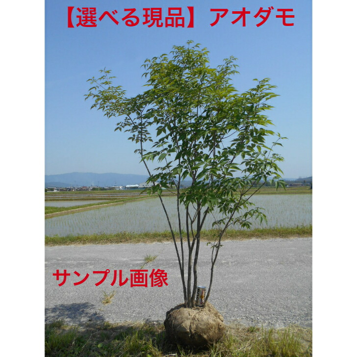 楽天市場】アオダモ 本株立ち 樹高1.6m前後(根鉢含まず）苗 苗木 あお