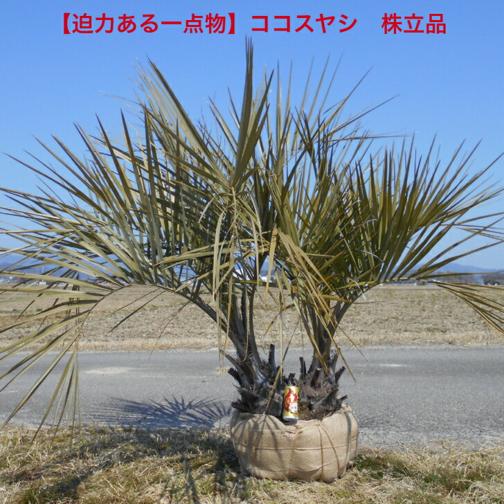 楽天市場】【迫力ある一点物】ソテツ 蘇鉄 極太い株元 12号鉢入り 大株