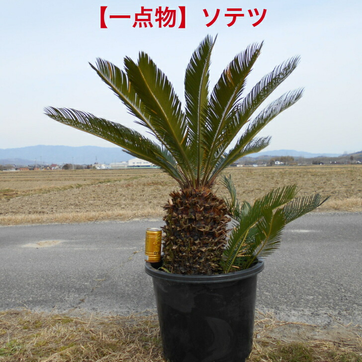 *ご注意)　葉を切っての発送になります。　ソテツ　蘇鉄　極太　美株 楽天市場】【迫力ある一点物】 ソテツ 蘇鉄 極太い株 高さ約1.0m 鉢底