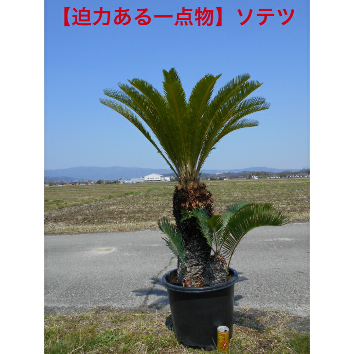 楽天市場】【迫力ある一点物】ソテツ 蘇鉄 極太い株元 12号鉢入り 大株