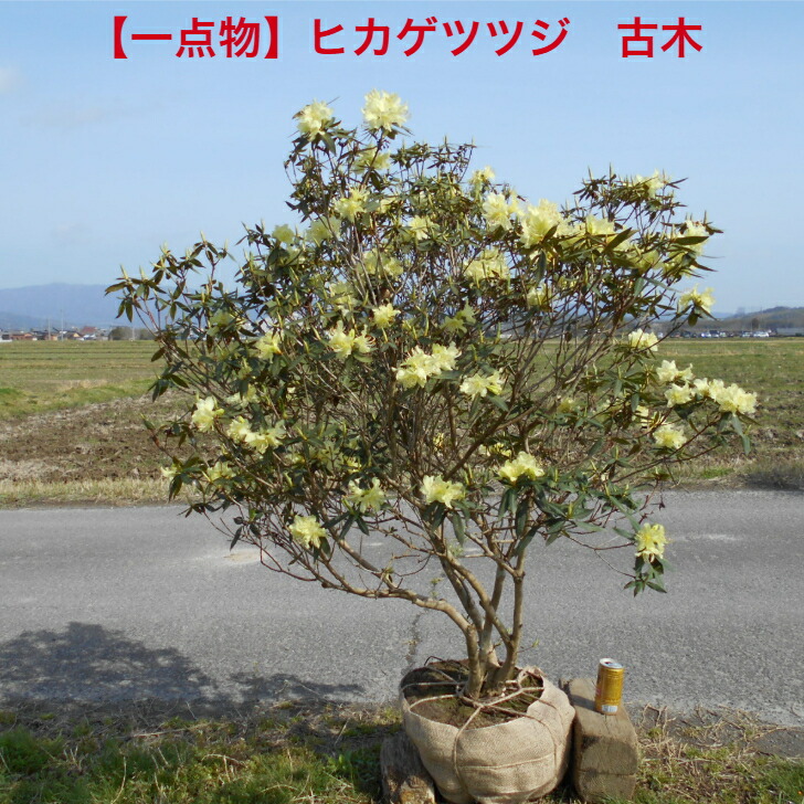 【迫力ある一点物】珍しいツツジ　黄花 日陰ツツジ　ヒカゲツツジ　4/6新入荷 花芽いっぱいの古木のボリューム株 春咲き　植木　極めて少ない特大苗です。 送料無料、北海道、離島、沖縄は不可。 注　開花株につき花の咲き進みはご理解ください