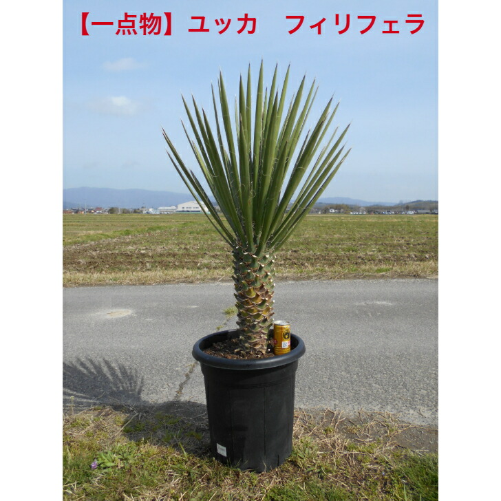 【現品】希少ユッカ　フィリフェラ 極太い株元　12号鉢入り　4/6新入荷 シンボルツリー　植木 送料無料ですが、北海道、離島、沖縄不可