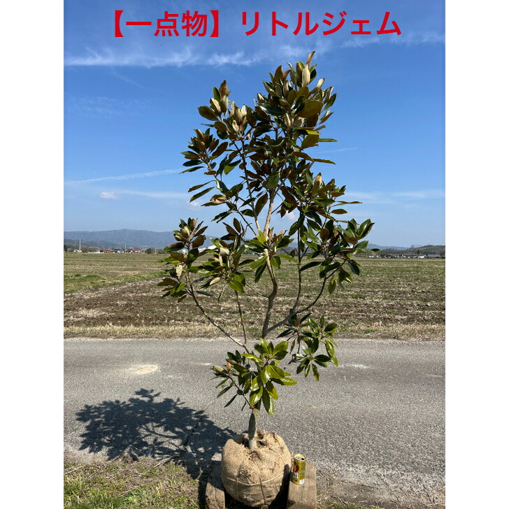 【凄烈ある一点物】 タイサンボク リトルジェム高さ約1.9ｍ 根鉢含む 前後5/10差し当たって 蕾12個ついています樹形の好いたらしいな品  御前上等の仕上がり品庭木 植え木 象徴天然木貨物輸送無料、沖縄、離島、北海道不可丑寅九州は加えること貨物輸送已むを得ず
