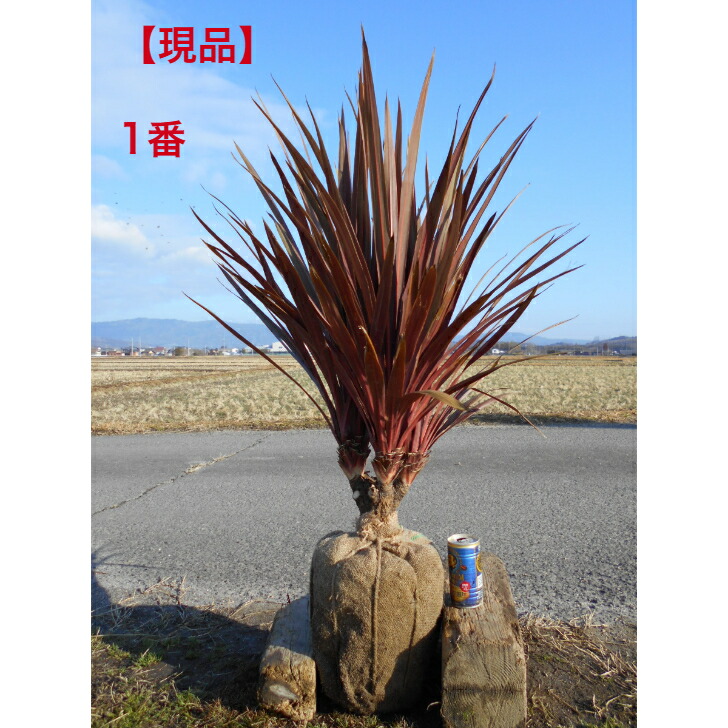 楽天市場】現品発送 人気の落葉樹 アオダモ 株立ち 高さ約1.75