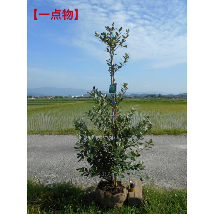 楽天市場】現品発送 フェイジョア 樹高1.9m（根鉢含まず）36