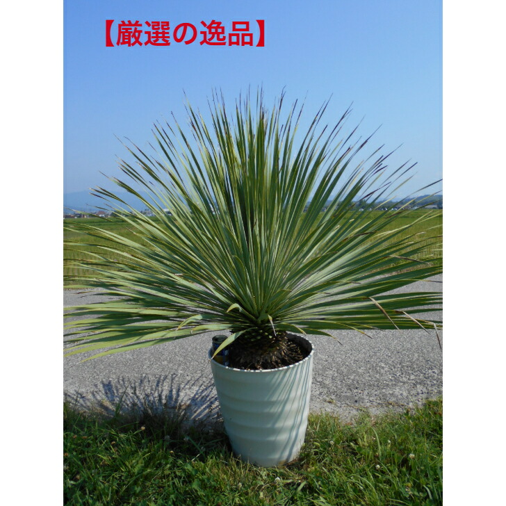 楽天市場】【現品発送】ユッカ ロストラータ 常緑 観葉植物 耐寒