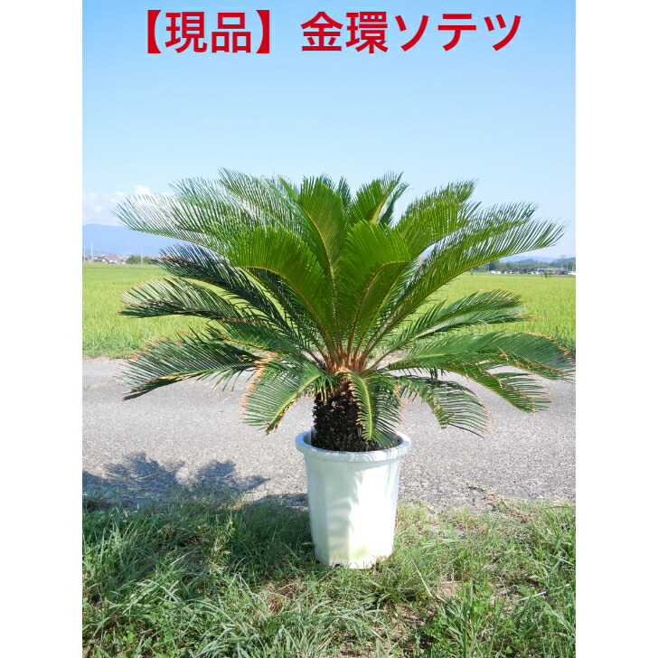 希少！ダブルヘッド 蘇轍 胴切り 極太良形 高いほう約104㎝ その他観葉植物