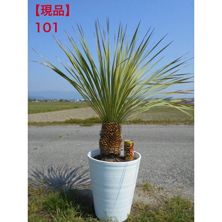 楽天市場】ユッカ リギダ 苗木 5号鉢【h14sotoni】 : 千草園芸