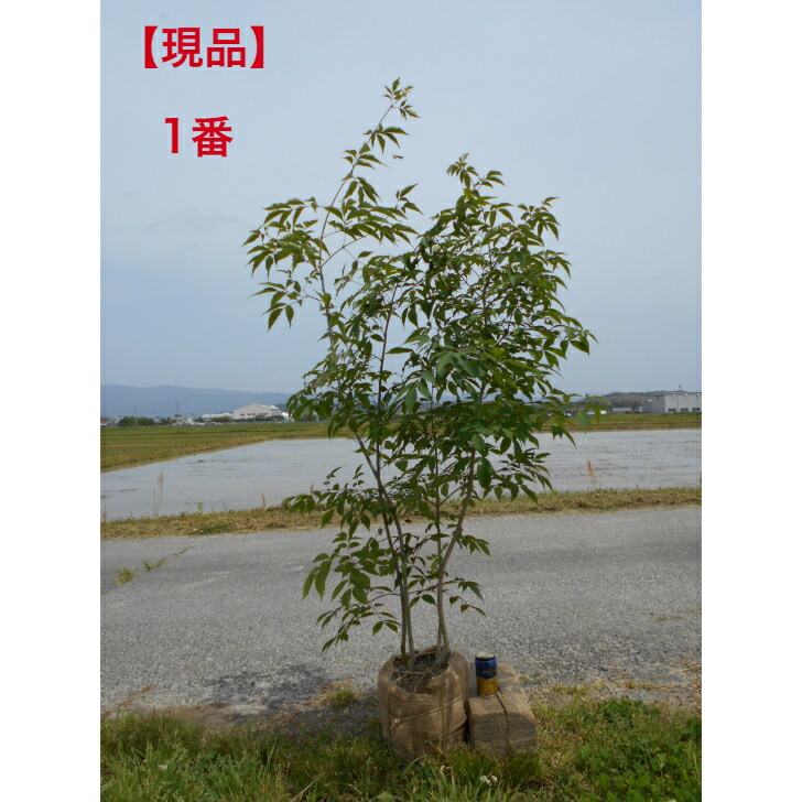 楽天市場】アオダモ 株立ちの通販