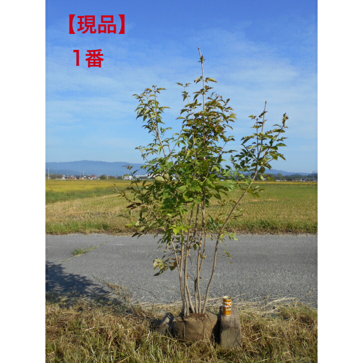 楽天市場】アオダモ 株立ち 樹高1.8〜2.0m前後(根鉢含まず) 単品