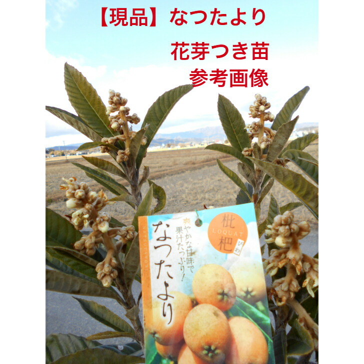 花芽　斑入り枇杷　フルーツ接木・取木 花芽 斑入り枇杷 フルーツ接木・取木 - メルカリ