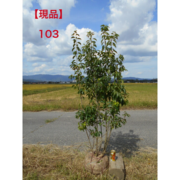楽天市場】【お値打ち品】ソヨゴ 雌株 株立赤い実のなる常緑樹 10/2