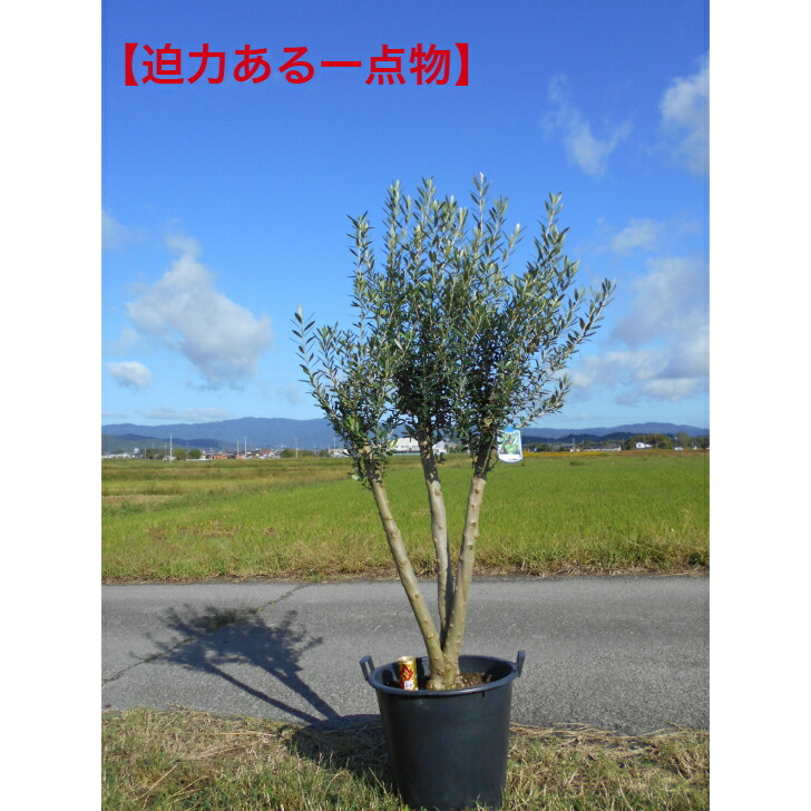 楽天市場】【オリーブ 1点物限定】 ミッション 2m 特大鉢植え苗