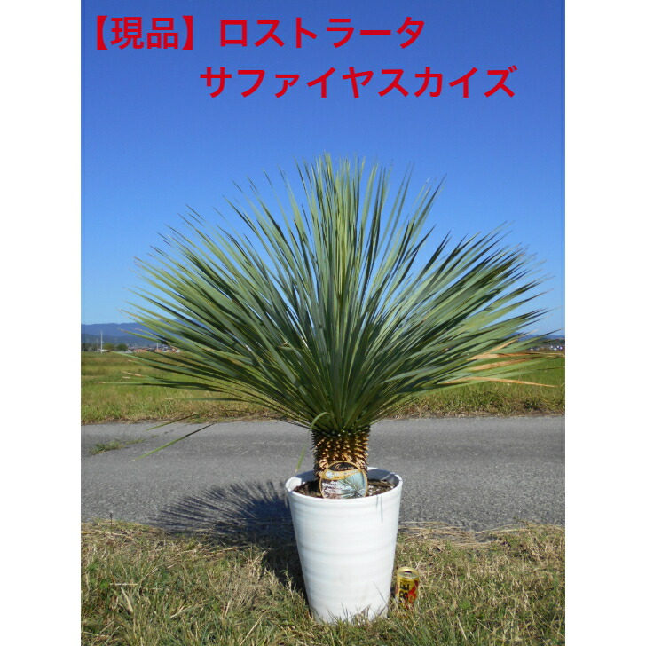 ユッカロストラーター ユッカ ロストラータ 8号 – 鉢人