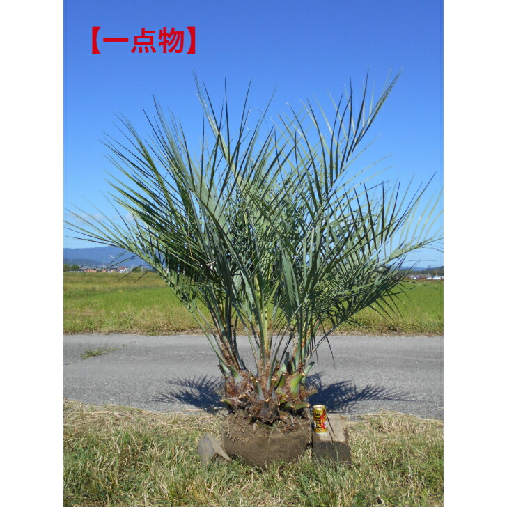 ココスヤシ　ドライガーデン　ロックガーデン　カルフォルニアスタイル　送料込み価格 ココスヤシ ドライガーデン ヤシの木 カルフォルニアスタイル