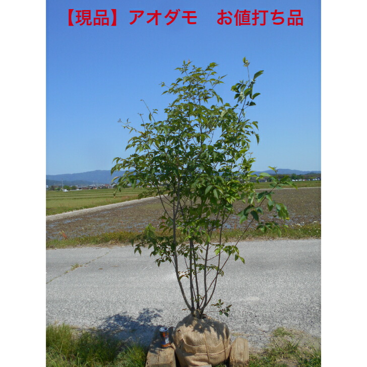 楽天市場】【現品発送】アオダモ 特大 本株立ち 苗木 樹高約1.6m N512