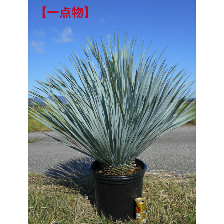 ⭐ユッカ・シルバースター⭐(極太) 鉢下より約120㎝ ユッカ・シルバースター – 鉢人Green