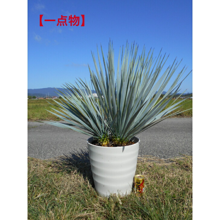 楽天市場】【現品1】 ユッカ ロストラータ 8号ポット苗 観葉植物