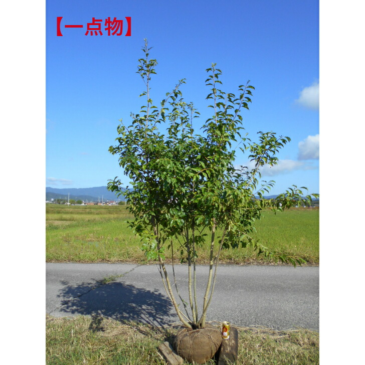 ◆ソヨゴ◆常緑樹◆複数株立◆雌株◆赤い実いっぱい‼️◆④ ◇ソヨゴ◇常緑樹◇複数株立◇雌株◇赤い実いっぱい‼️◇④ プロが