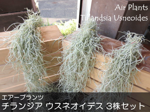 送料無料 お益な3株券書き割りです エアープランツ チランジア ウスネオイデス 3株セット 薫る真っ盛り インテリア装飾 北欧 雑貨 風水 着生植物 贈答 贈品 ティランジア ミニ観葉 観葉草木 スパニッシュモス 毛色 容器 粉飾 Foxunivers Com