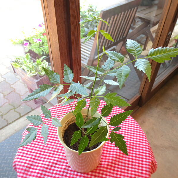 楽天市場 ニームの木 4号鉢サイズ 害虫サヨナラ 虫除け効果 人気 鉢植え 苗木 薫る花 蚊除け 防虫 虫よけ ミラクルニーム ミラクルハーブ 庭木 シンボルツリー 小型 ミニ 薫る花