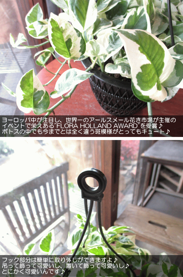 特別送料無料！】 ポトス ステータス ボリューム満点❗吊り鉢5号 観葉植物 グローバル マーブル