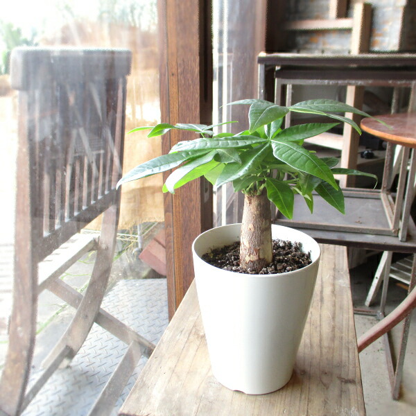 楽天市場】観葉植物 斑入りパキラ ムーンライト 6号鉢 パキラ 送料無料