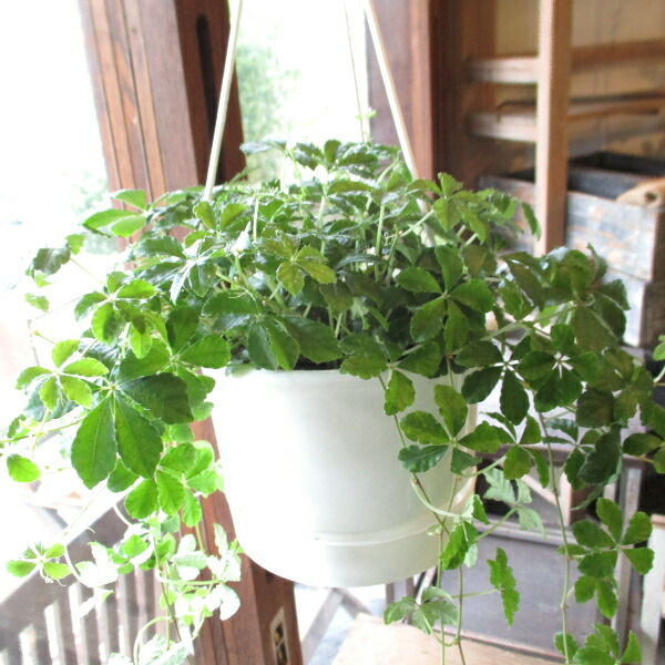 楽天市場】お金のなる木 花月 成金草 5号鉢サイズ 鉢植え 送料無料 薫る花 庭木 シンボルツリー 常緑樹 小型 ミニ 多肉植物 金のなる木  カネノナルキ カゲツ クラッスラ クラスラ ナリキンソウ ベンケイソウ : 薫る花