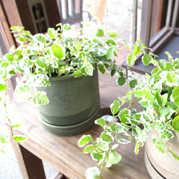 フィカス ジン 7号 極上 斑入り 曲がり 実生 インテリア 観葉植物 フィカス ジン 極上 斑入 実生 7号 インテリア 観葉植物 フィカス