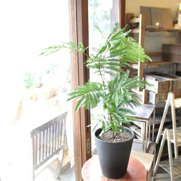 楽天市場】エバーフレッシュ ねむの木 7号鉢サイズ 白色 セラアート鉢