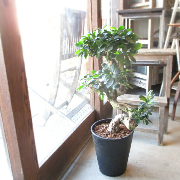 楽天市場】観葉植物 ガジュマル（曲げ） / 7寸・約W 35cm×H70～90cm