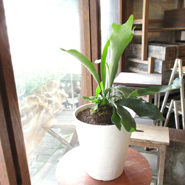 コウモリラン ビカクシダ 7号鉢サイズ 白色 セラアート鉢 鉢植え 蝙蝠蘭 鹿角羊歯 ホワイト 送料無料 薫る花 観葉植物 おしゃれ インテリアグリーン 中型 小型 Educaps Com Br