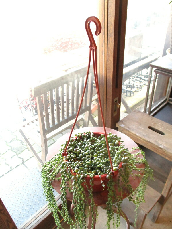 グリーンネックレス 6号吊り鉢 鉢植え 多肉植物 セネシオ 緑の鈴 吊り下げ ぶら下げ 送料無料 薫る花 観葉植物 おしゃれ インテリアグリーン 小型 ミニ Marcsdesign Com