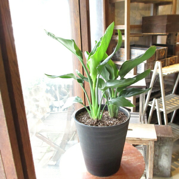 ストレリチア レギネ 極楽鳥黄金時代 ゴクラクチョウカ 7号数丼鉢サイズ 黒いこと セラアート鉢 鉢植え ストレチア 黒色 貨物輸送無料 薫る花 観葉植物 スタイリッシュ インテリア装飾緑 中型 小型 Hotjobsafrica Org