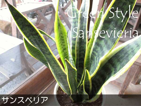 サンスベリア ローレンティー 7号鉢サイズ 白色 セラアート鉢 鉢植え サンセベリア ローレンチー トラノオ 送料無料 薫る花 観葉植物 おしゃれ インテリアグリーン 大型 中型 Crunchusers Com