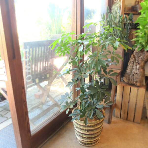 【送料無料】 シェフレラ ホンコンカポック 7号鉢サイズ　鉢植え 【薫る花】【観葉植物 ミニ インテリアグリーン プレゼント ギフト 贈り物 お誕生日 記念日 開店祝い 引越し祝い 新築祝い 移転祝い 人気 アジアンテイスト 香港カポック】）