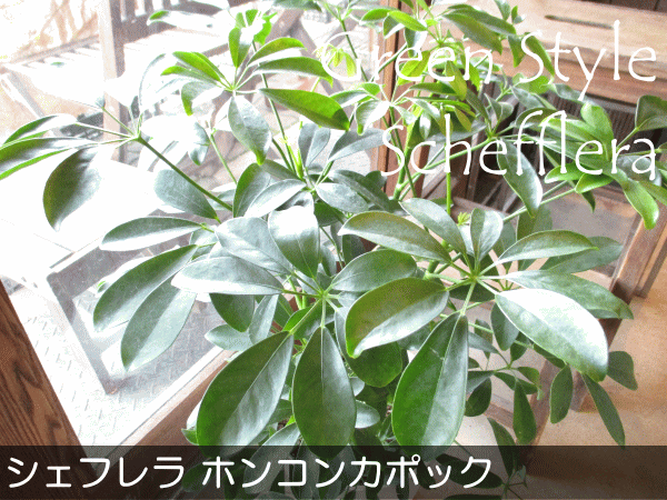 シェフレラ ホンコンカポック 7号鉢サイズ 白色 セラアート鉢 ホワイト 鉢植え 香港カポック 送料無料 薫る花 観葉植物 おしゃれ インテリアグリーン アジアンテイスト 大型 中型 Marcsdesign Com