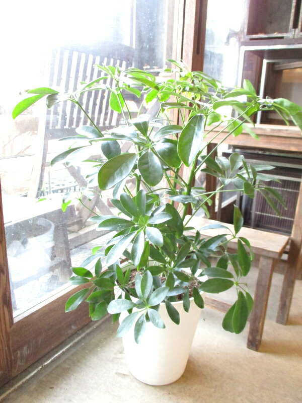 シェフレラ ホンコンカポック 7号鉢サイズ 白色 セラアート鉢 ホワイト 鉢植え 香港カポック 送料無料 薫る花 観葉植物 おしゃれ インテリアグリーン アジアンテイスト 大型 中型 Marcsdesign Com