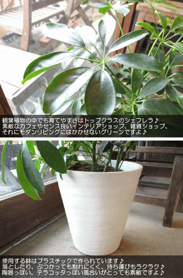 シェフレラ ホンコンカポック 7号鉢サイズ 白色 セラアート鉢 ホワイト 鉢植え 香港カポック 送料無料 薫る花 観葉植物 おしゃれ インテリアグリーン アジアンテイスト 大型 中型 Marcsdesign Com